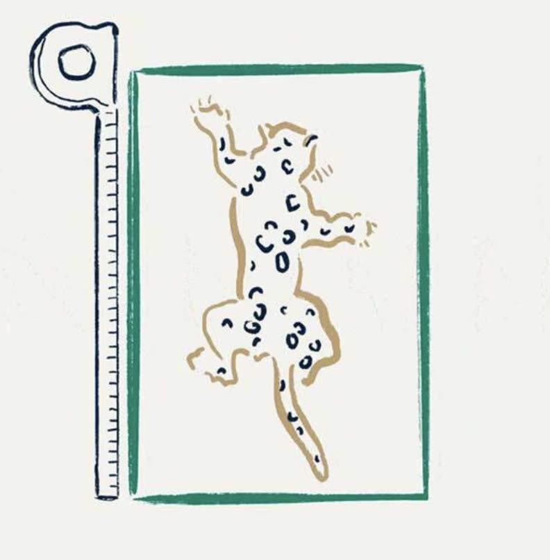 Hand-drawn tape measure beside a spotted leopard rug design