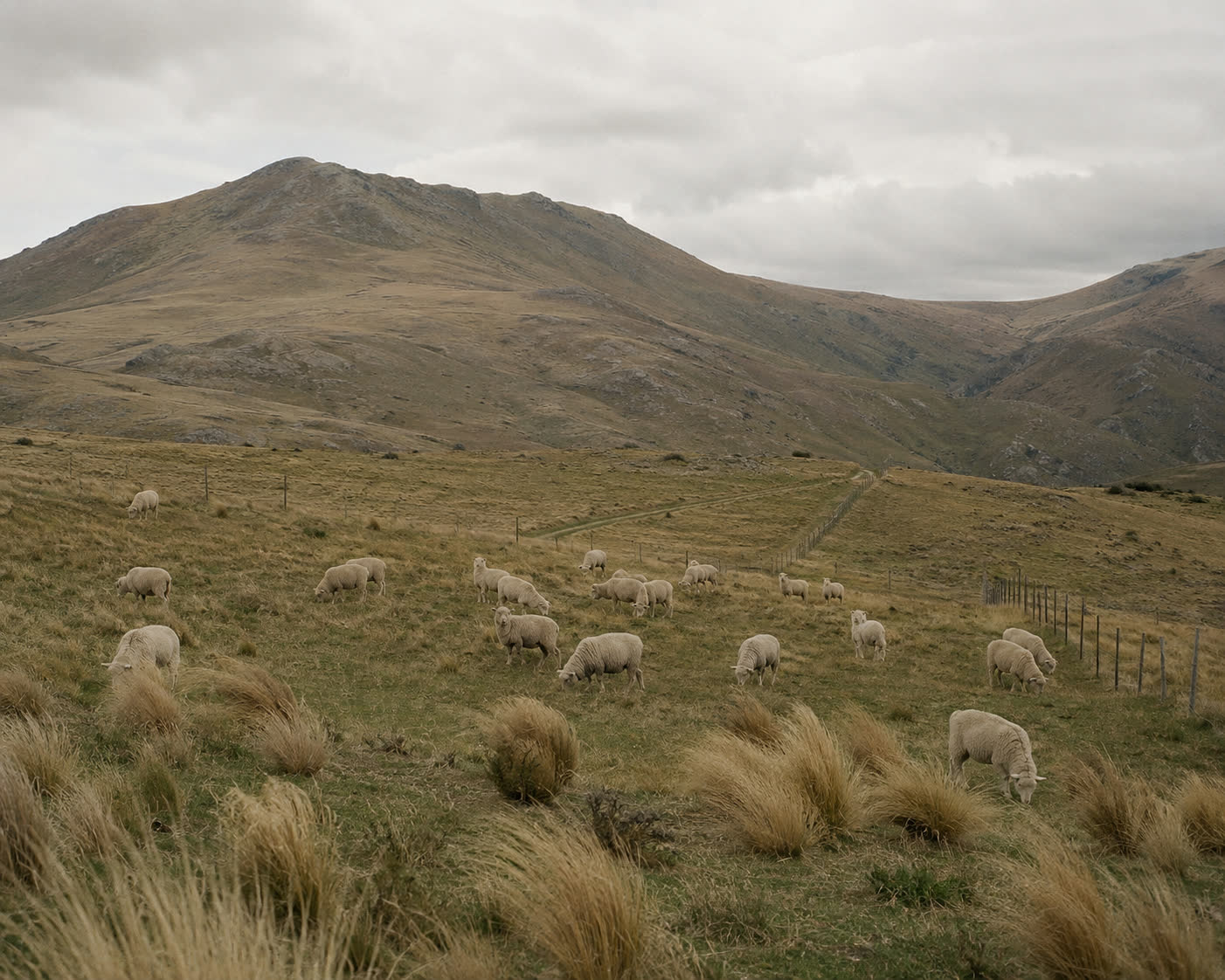 A small flock of sheep grazing on tussock pasture below bare South Island high-country hills under an overcast sky